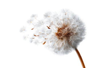 Close-up of dandelion seed head