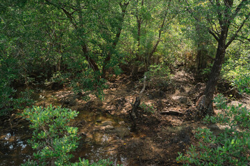 In the tropical forest, a mangrove tree spreads its root deep in the water, blending with the green landscape and showing the raw beauty of untouched nature.