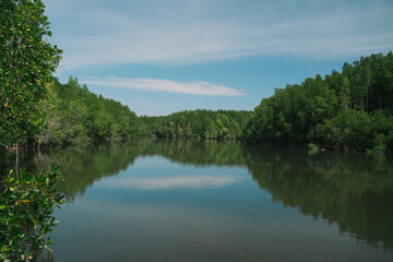 In the tropical forest, a mangrove tree spreads its root deep in the water, blending with the green landscape and showing the raw beauty of untouched nature.