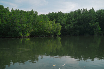 In the tropical forest, a mangrove tree spreads its root deep in the water, blending with the green landscape and showing the raw beauty of untouched nature.