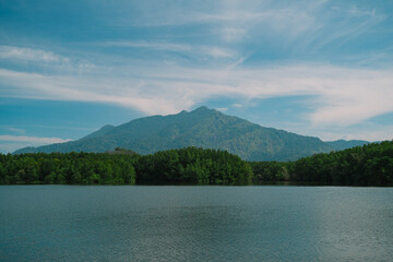 In the tropical forest, a mangrove tree spreads its root deep in the water, blending with the green landscape and showing the raw beauty of untouched nature.