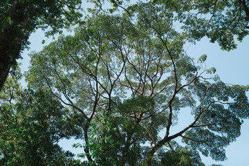 At the top of the forest, each green tree adds to the canopy, where leaf and foliage form a rich landscape, showing the beauty of nature in every vibrant shade.