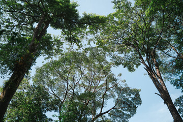 At the top of the forest, each green tree adds to the canopy, where leaf and foliage form a rich landscape, showing the beauty of nature in every vibrant shade.