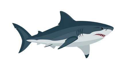 Fototapeta premium Great White Shark Swimming in Ocean Waters.