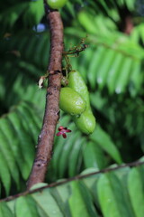 green caterpillar on a branch