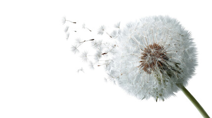 Dandelion seed head dispersing