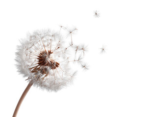 Dandelion seed head in motion (3)