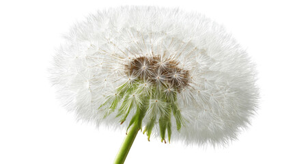 Fototapeta premium Close-up of a dandelion seed head (5)