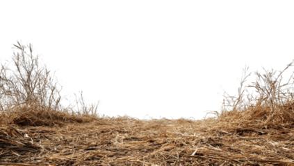 Dry, barren landscape with frosted trees