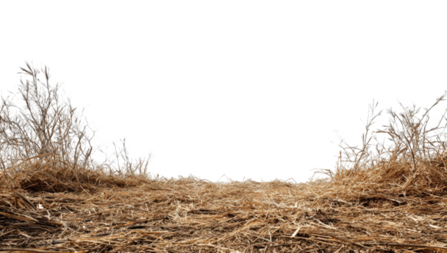 Dry, barren landscape with frosted trees