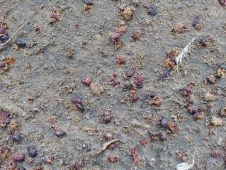 Nature's hidden gems colorful berries on the forest floor close-up natural setting ground level view wildlife exploration