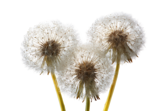 Close-up of three dandelion seed heads