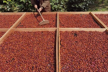 Coffee beans drying in the sun  