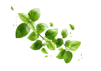 Fresh basil leaves
