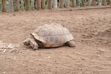 Obraz premium African spurred tortoise (Centrochelys sulcata) lying on dry ground. Wildlife and reptile close-up, textured shell and skin in natural outdoor habitat.