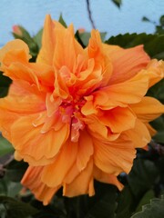 Exquisite Macro of a Yellow Double Hibiscus Bloom