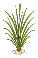 Obraz premium Imperata cylindrica
