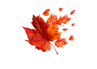 Vibrant autumn leaf, with scattered fragments