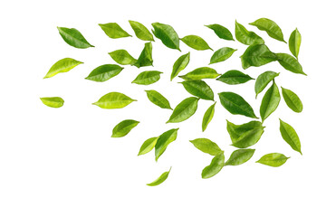 A vibrant arrangement of lush green leaves, scattered and flowing