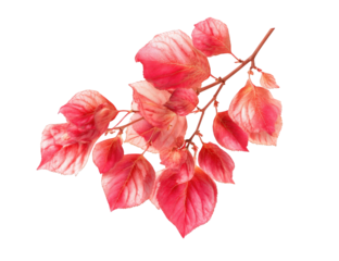 Close-up of vibrant pink leaves on a branch