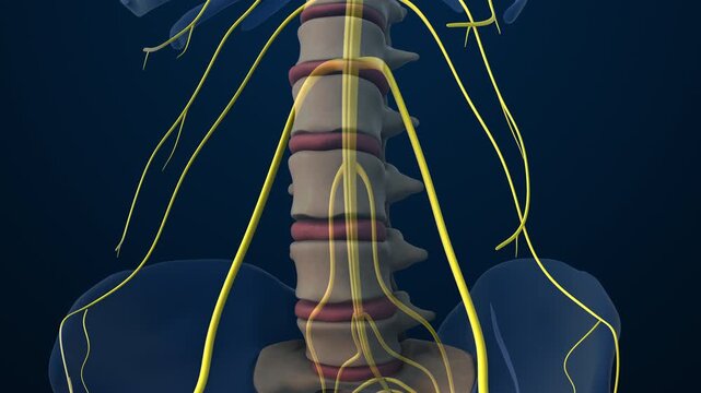 Lumbar Spine Vertebrae with Nerve Pathways
