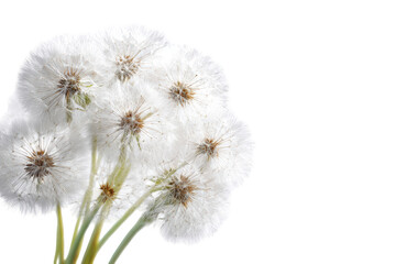 Obraz premium Close-up of clustered white dandelions