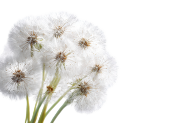 Close-up of clustered white dandelions