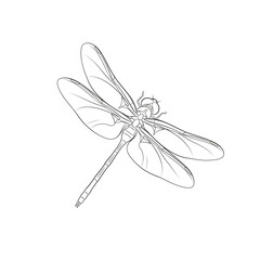 dragonfly isolated on white