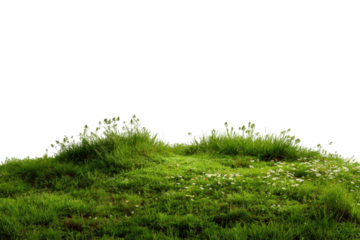 Lush green grass hilltop with wildflowers