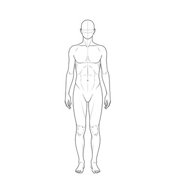 3d rendered illustration of a human body