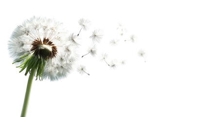 Dandelion seed head in motion against a black background