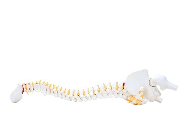 Vertebral Column Anatomy: A detailed view of a human spine model, highlighting the intricate...