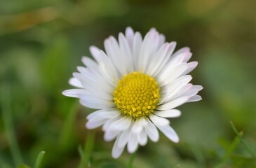 white daisy flower