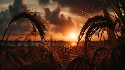 Cinematic View of Vast Golden Rice Fields Under the Autumn Sun, Horizon Stretching into the Distance, Warm and Peaceful Countryside Harvest Atmosphere

