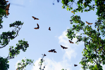 Bats Flying in Clear Sky Surrounded by Lush Greenery at Dusk