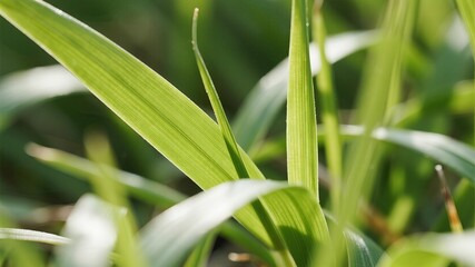 Fototapeta premium Close-Up of Fresh Spring Grass Leaves, Highlighting Delicate Details of Nature's Renewal and Growth