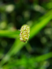 Close-up view of a rounded flower. 