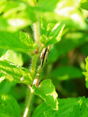 View of a grasshopper hiding in the plants. 