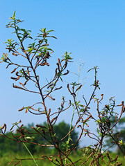 Close-up view of wild plants on a sunny day. 