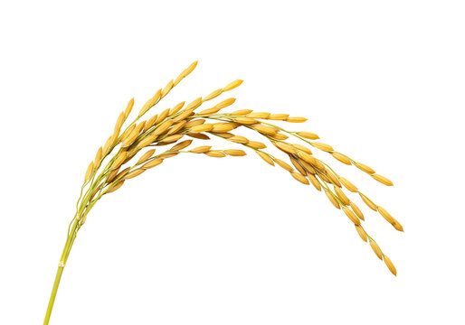 Golden rice grain close up on transparent background
