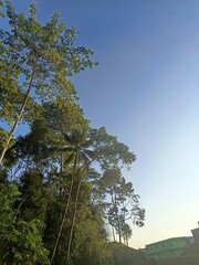 trees and sky