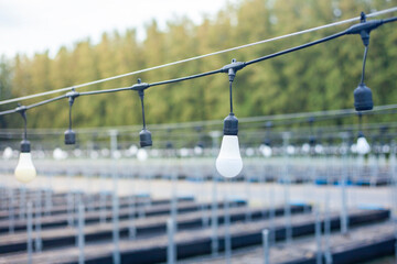 Greenhouse lighting and bulbs. Outdoor vegetable plots. Modern outdoor farms with artificial lighting in a controlled environment. Agricultural industry.