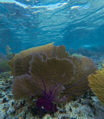 Purple Fan Coral Underwater in Cozumel, Mexico