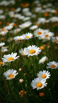 Chamomile white daisy flowers meadow field green grass wind sunlight nature spring