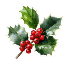 Close-up of holly sprig, vibrant green leaves, clusters of bright red berries