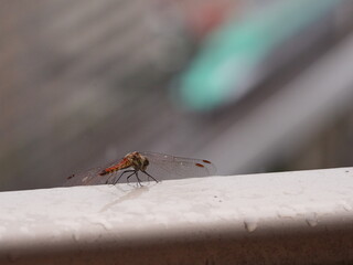 A Red Dragonfly Watching the Shinkansen Pass By.