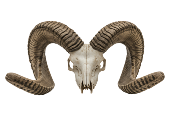 Detailed ram skull with large horns on transparent background
