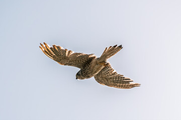 Common kestrel, Falco tinnunculus, hovered in the air in search of prey