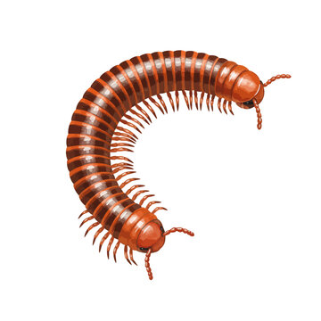 brown millipede crawling on white background clip art preview