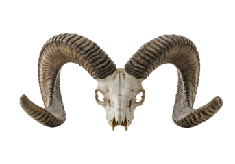 Ram skull with large curved horns detailed close up transparent background